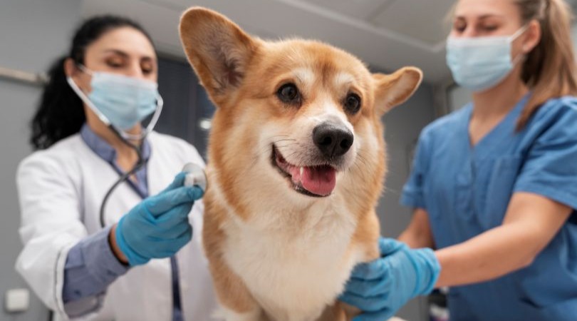 Cómo llenar la agenda de tu clínica veterinaria todo el año con email marketing